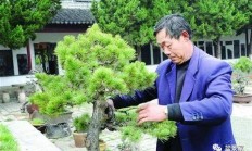 盆景都是什么人在玩？玩的是什么？又该怎么玩？