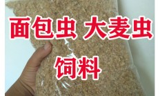 海关在泡面杯中查获800条大麦虫